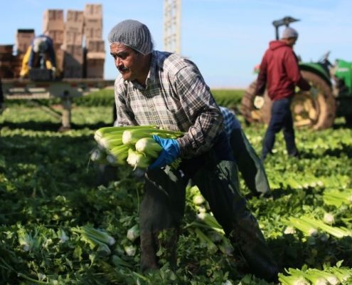image of older man picking celery in a field with other workers in the background