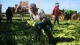 image of older man picking celery in a field with other workers in the background