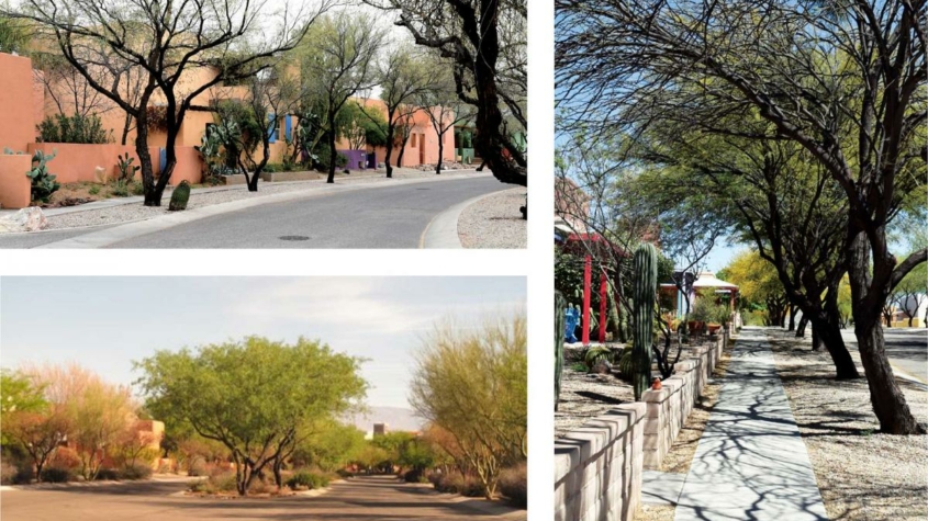 Large trees provide shade for sidewalks and trees in Civano, Arizona.