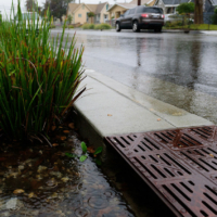plants near storm drain on residential street on rainy day