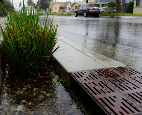 plants near storm drain on residential street on rainy day