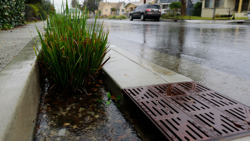 plants near storm drain on residential street on rainy day