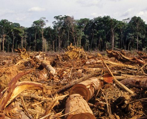 trees and a tangle of branches in a deforested area