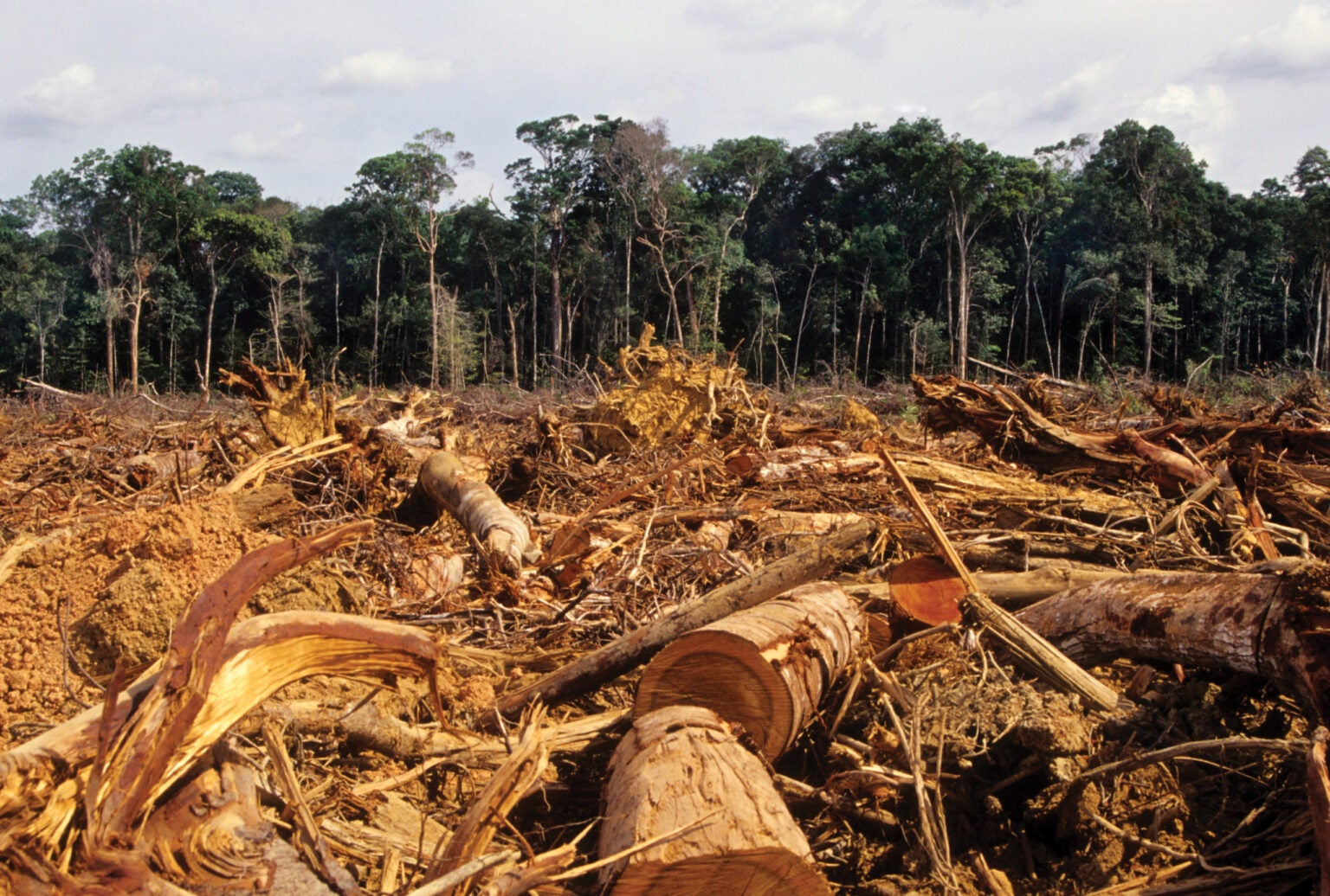trees and a tangle of branches in a deforested area|Two men in academic robes present a canister containing a document to a woman in the middle