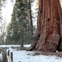 giant sequoia in snow