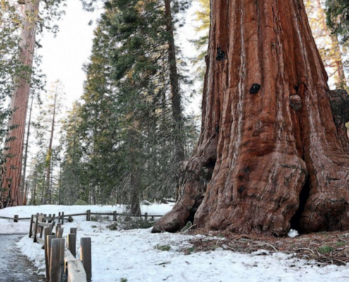 giant sequoia in snow