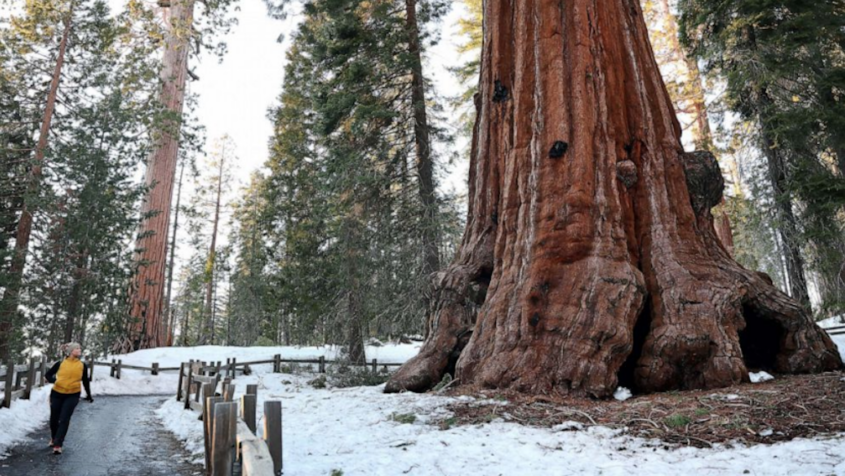 giant sequoia in snow