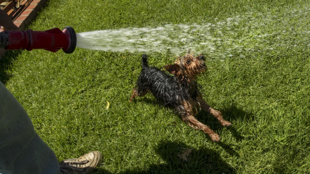 dog on lawn that's being hand-watered
