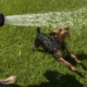 dog on lawn that's being hand-watered