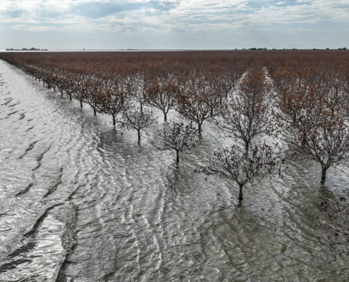 Dead orchard of trees in flooded area
