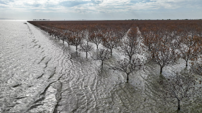Dead orchard of trees in flooded area
