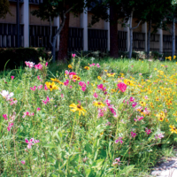 flowers and drought-tolerant grass grow between sidewalk and building