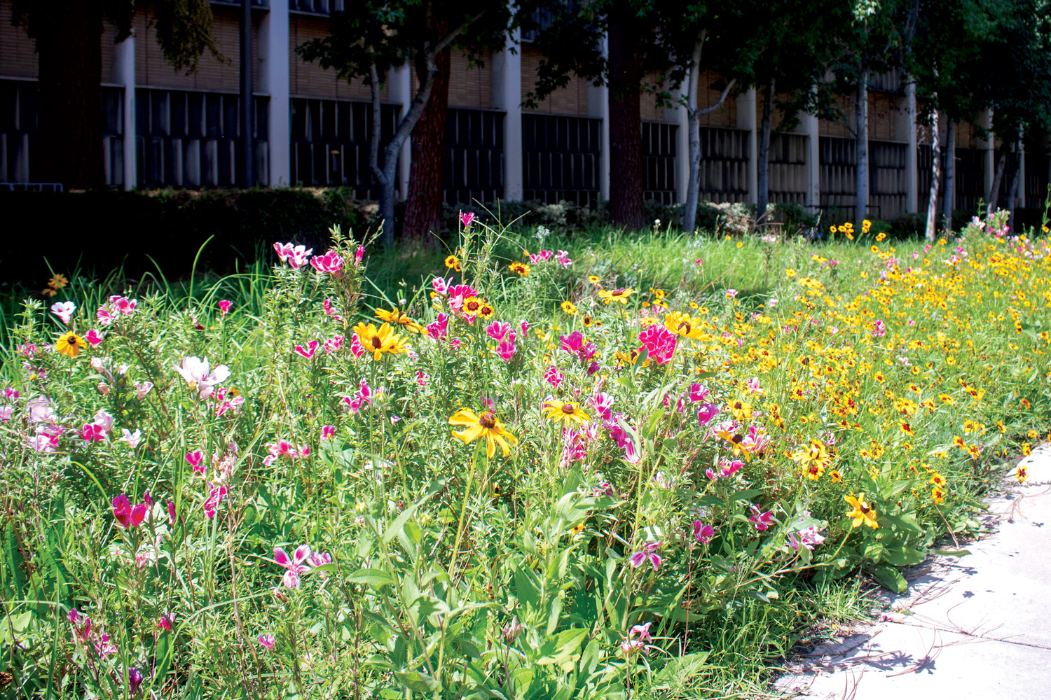 flowers and drought-tolerant grass grow between sidewalk and building