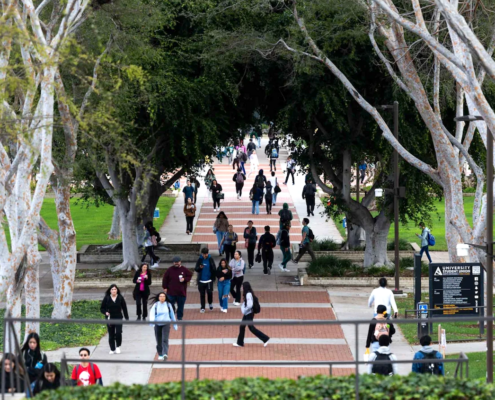 Students walking beneath tree lined path