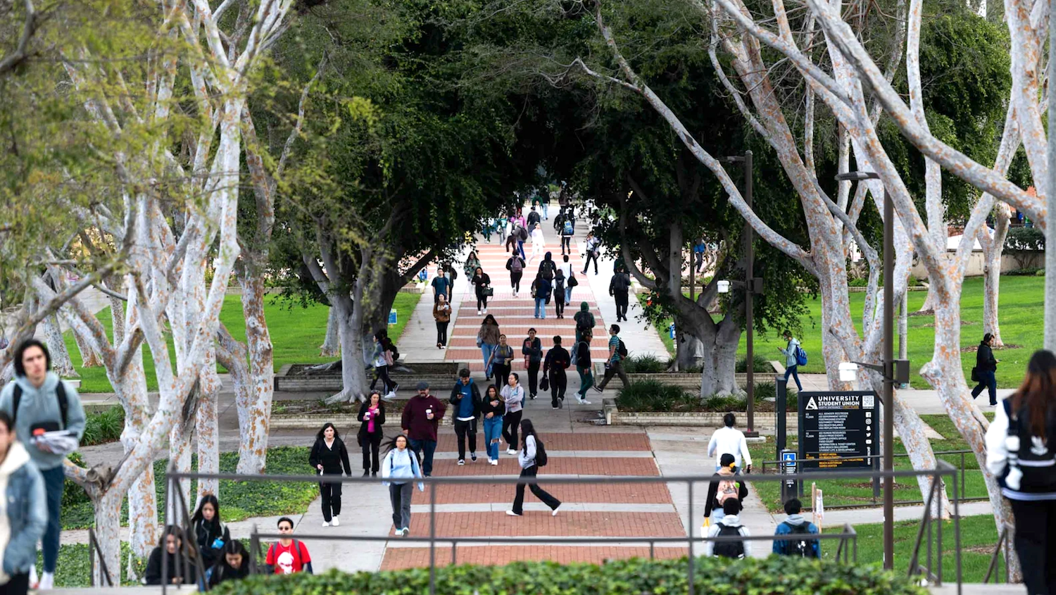 Students walking beneath tree lined path