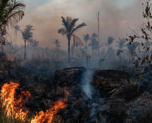 rainforest with flames in foreground