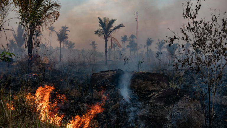 rainforest with flames in foreground