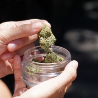 hand picking cannabis flower from glass jar