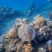 A turtle swimming in the ocean.