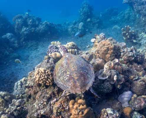 A turtle swimming in the ocean.