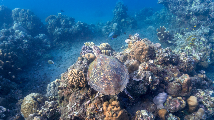 A turtle swimming in the ocean.