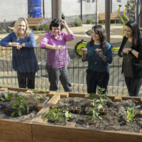 Anastasia and her research team stand over a raised garden bed at the Golden Age Park in Westlake.