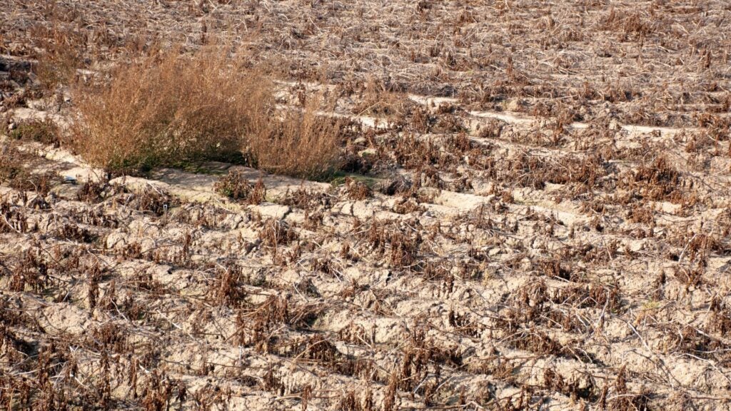 farm crops that died due to extreme drought.