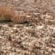 farm crops that died due to extreme drought.