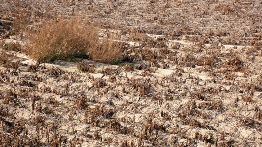 farm crops that died due to extreme drought.