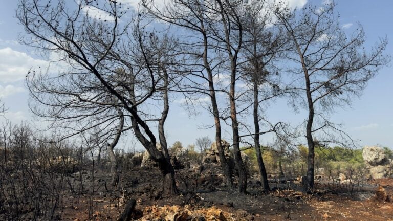 Burned trees.