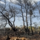 Burned trees.