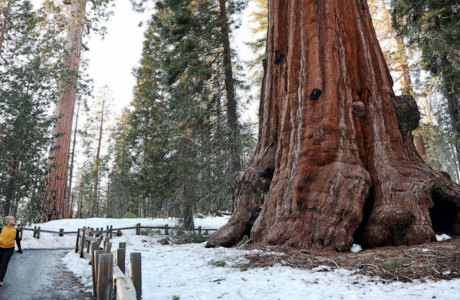 giant sequoia in snow