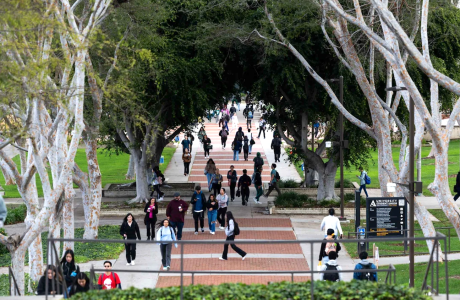 Students walking beneath tree lined path