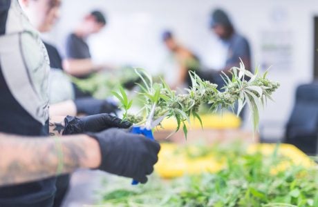 Cannabis plants are cultivated at an indoor growing facility. The legalization of pot for recreational use has spawned a multibillion-dollar industry in California, as well as a labyrinth of policy questions. Photo from iStock