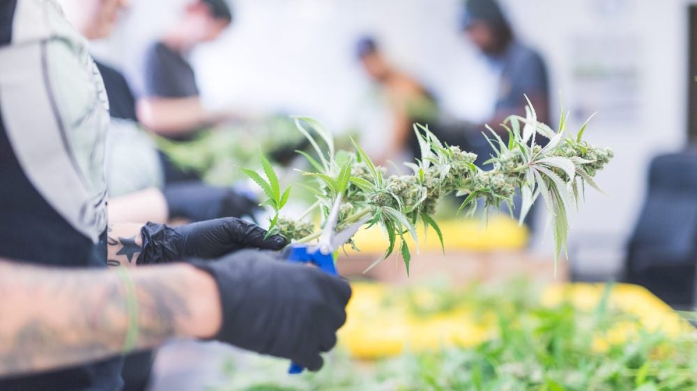 Cannabis plants are cultivated at an indoor growing facility. The legalization of pot for recreational use has spawned a multibillion-dollar industry in California, as well as a labyrinth of policy questions. Photo from iStock