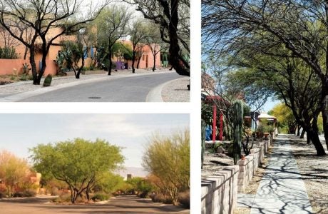 Large trees provide shade for sidewalks and trees in Civano, Arizona.