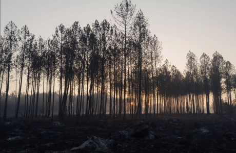 A stand of scorched trees near burned ground