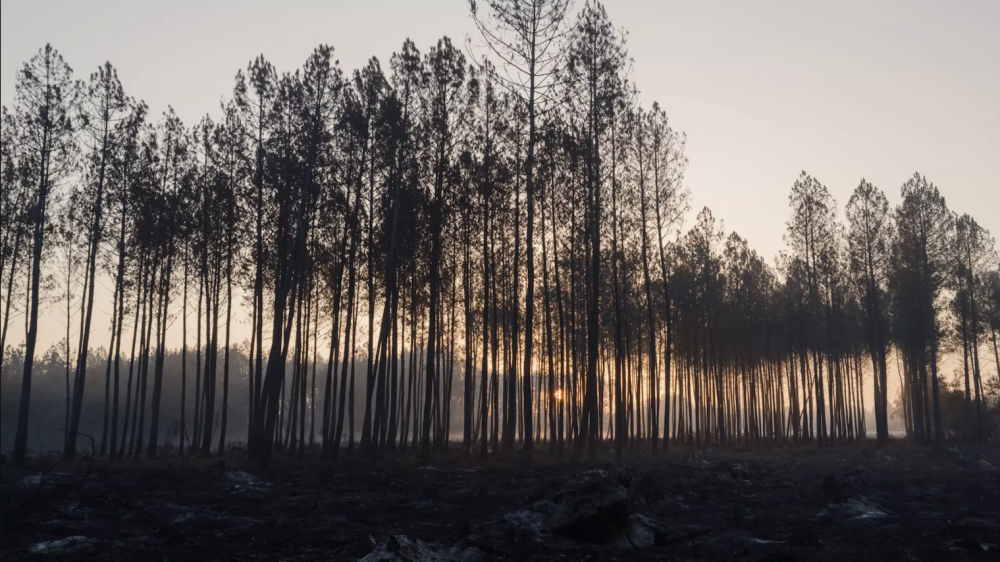 A stand of scorched trees near burned ground