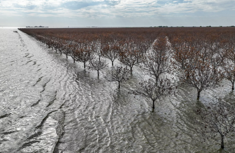 Dead orchard of trees in flooded area