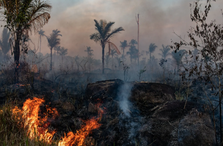 rainforest with flames in foreground