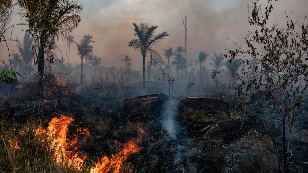 rainforest with flames in foreground