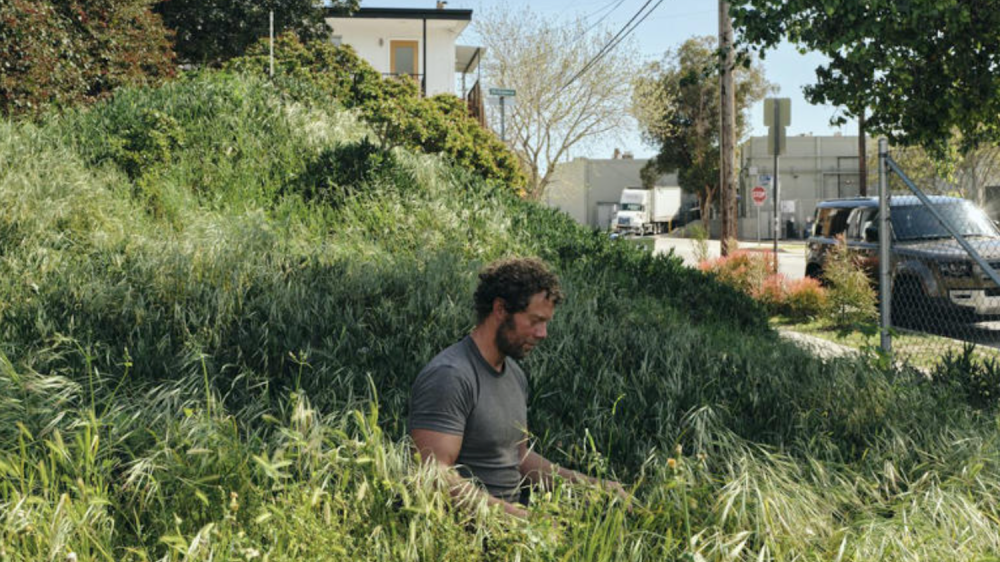 man sitting in tall grasses next to street