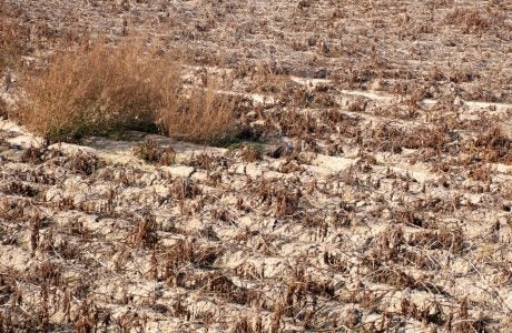 farm crops that died due to extreme drought.