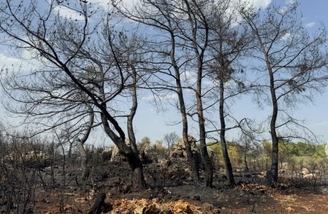 Burned trees.