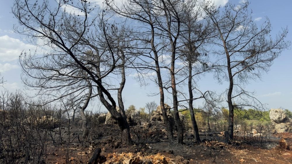 Burned trees.