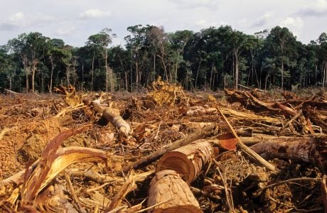 trees and a tangle of branches in a deforested area|Two men in academic robes present a canister containing a document to a woman in the middle