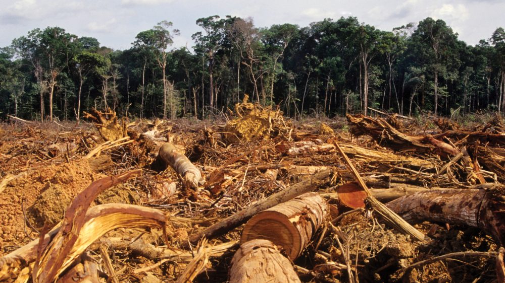 trees and a tangle of branches in a deforested area|Two men in academic robes present a canister containing a document to a woman in the middle