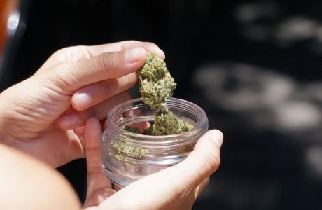 hand picking cannabis flower from glass jar
