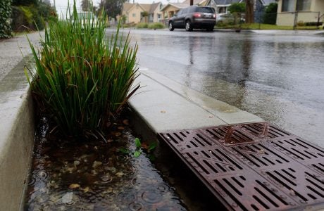 plants near storm drain on residential street on rainy day